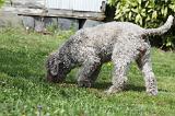 LAGOTTO CAVAGE 044